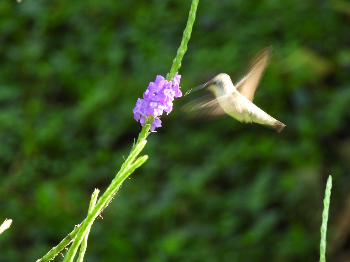 Колібрі рубіновогорлий - ML645842434