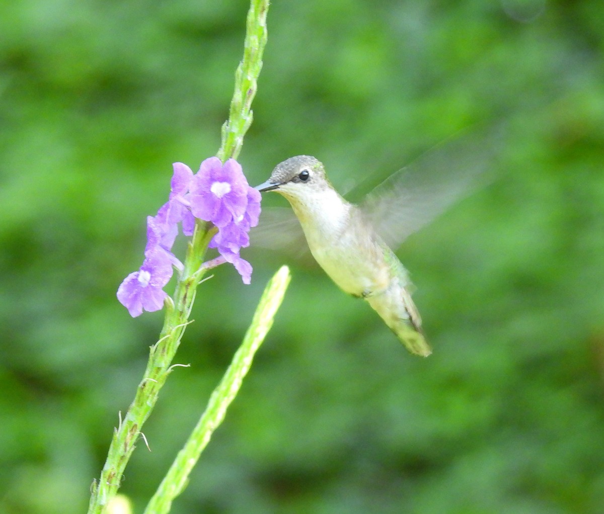 Колібрі рубіновогорлий - ML645842448