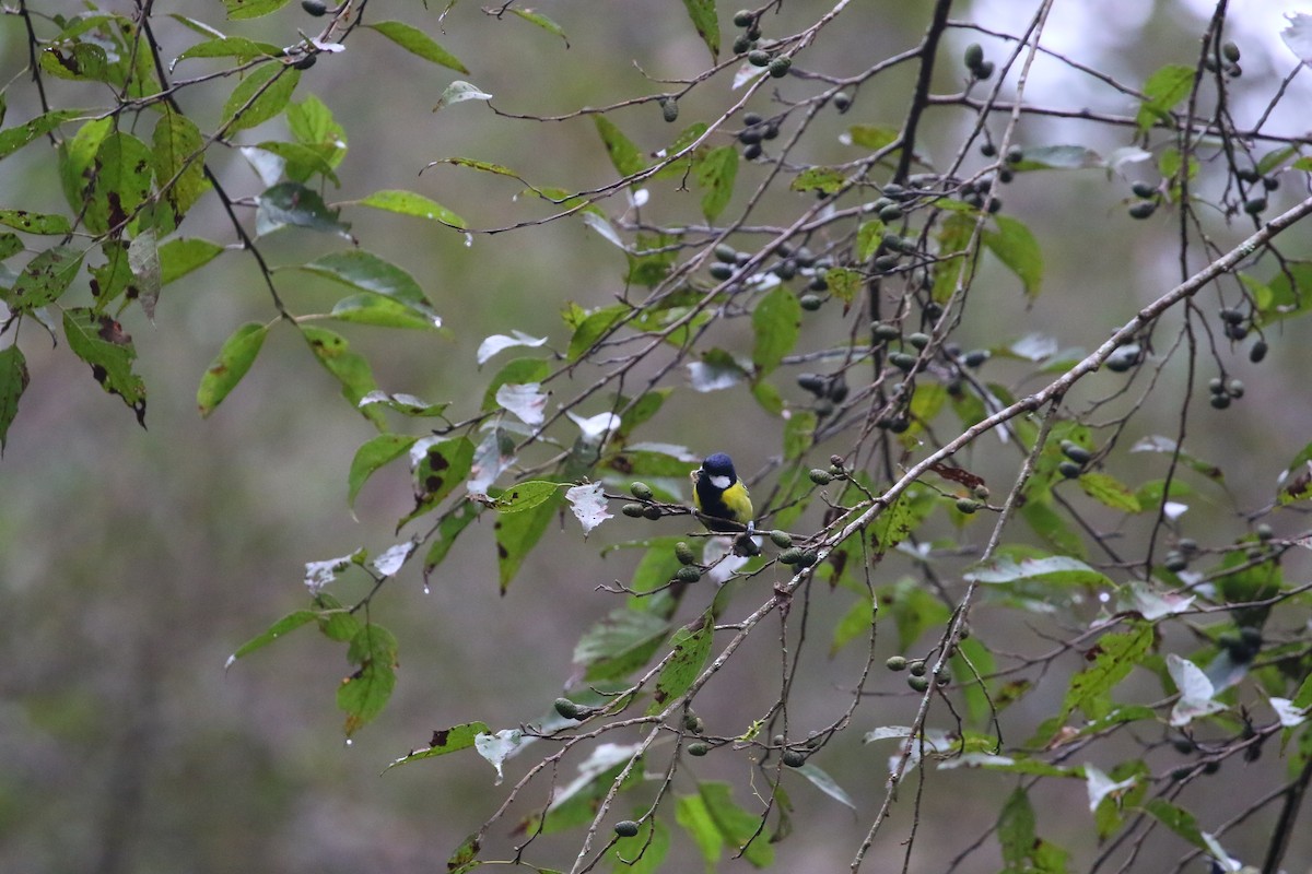 Bergkohlmeise - ML645842450