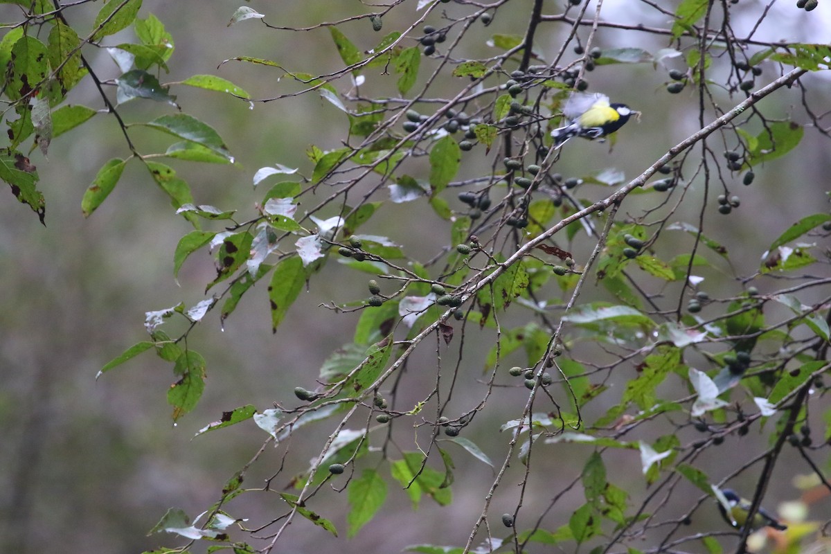 Bergkohlmeise - ML645842451