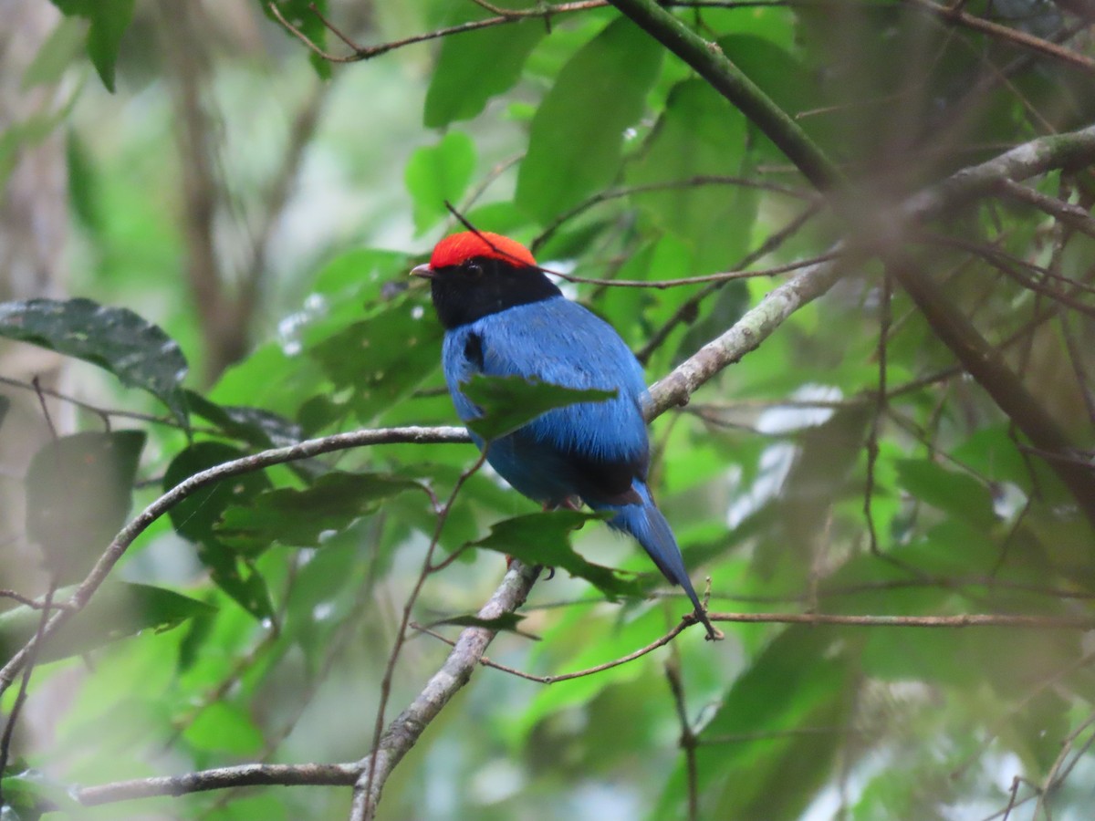Swallow-tailed Manakin - ML645842452
