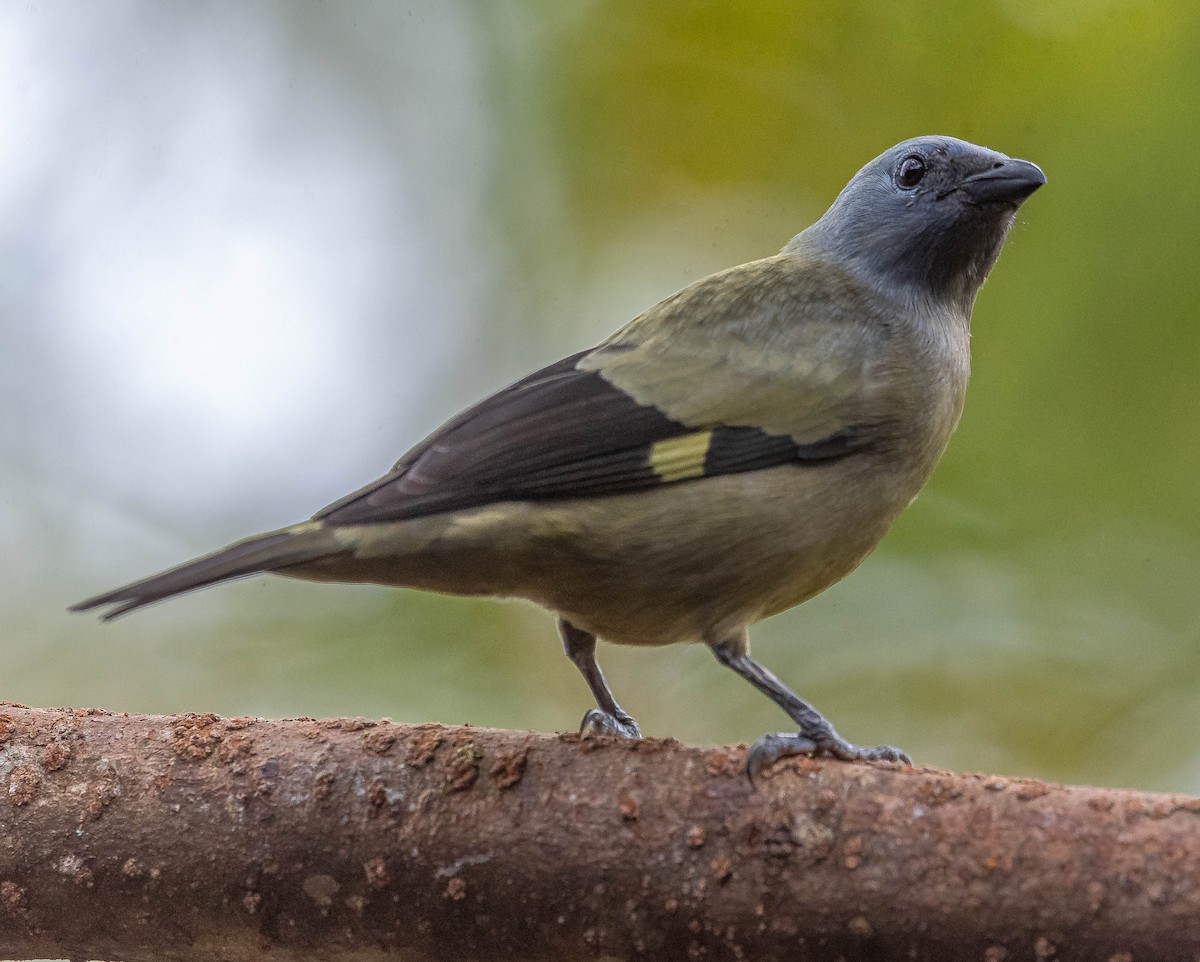 モンキフウキンチョウ - ML645842454