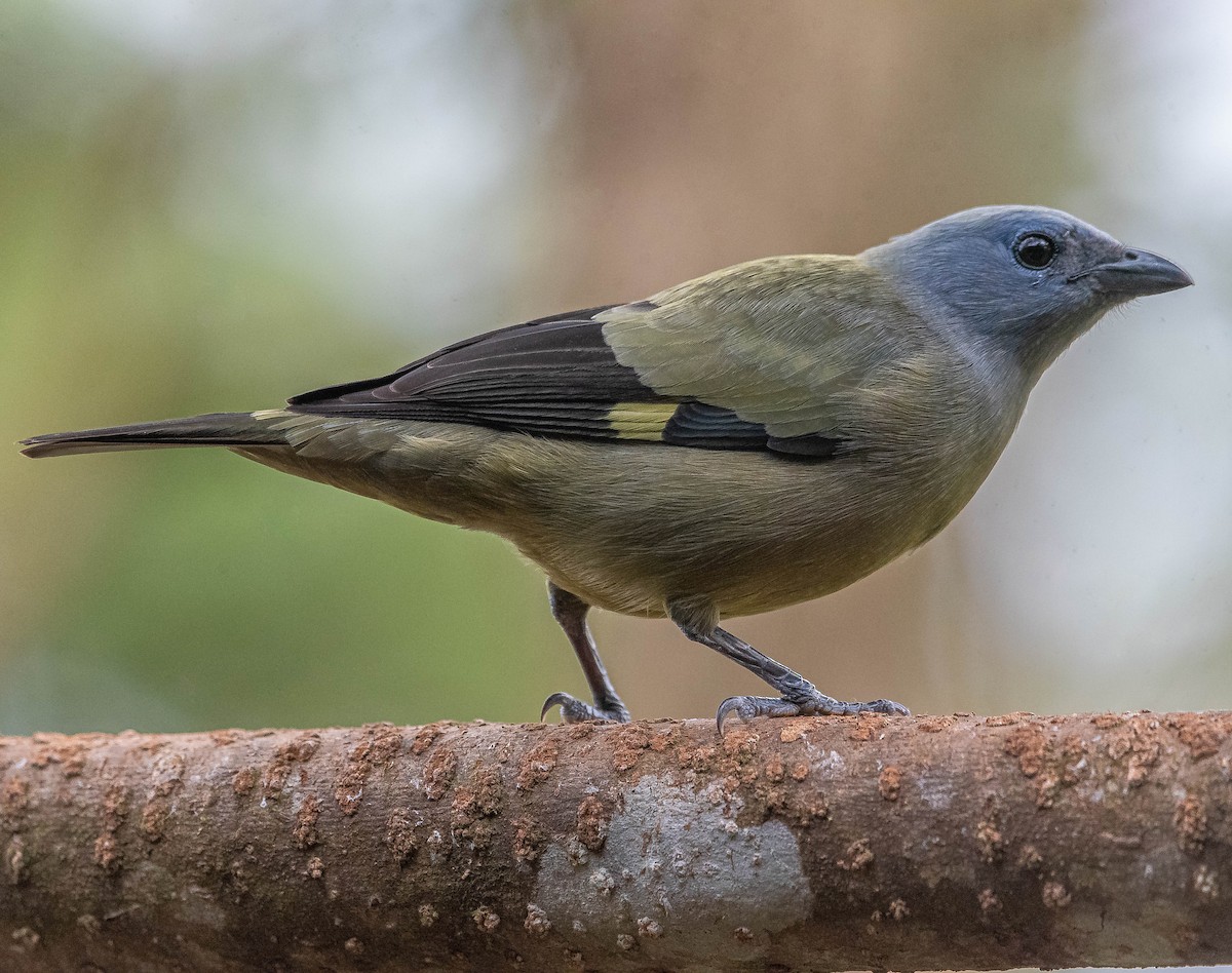 モンキフウキンチョウ - ML645842455