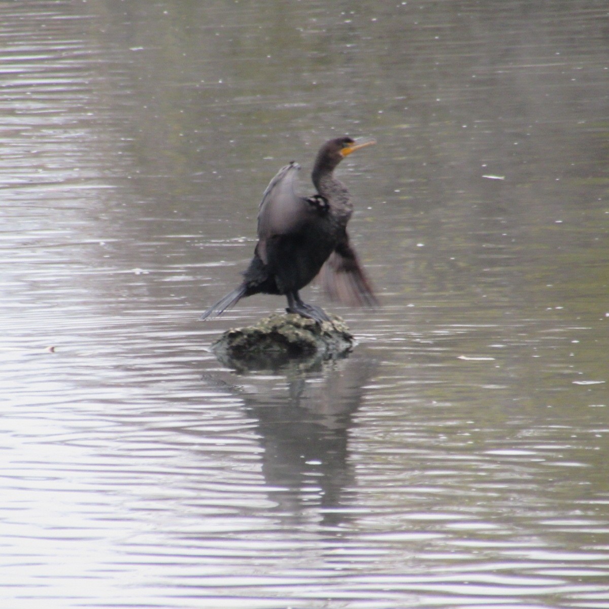 Cormoran à aigrettes - ML645842457