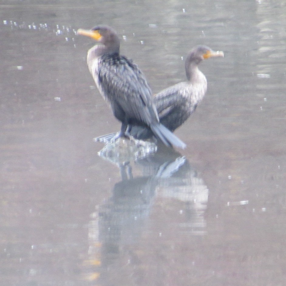 Cormoran à aigrettes - ML645842458