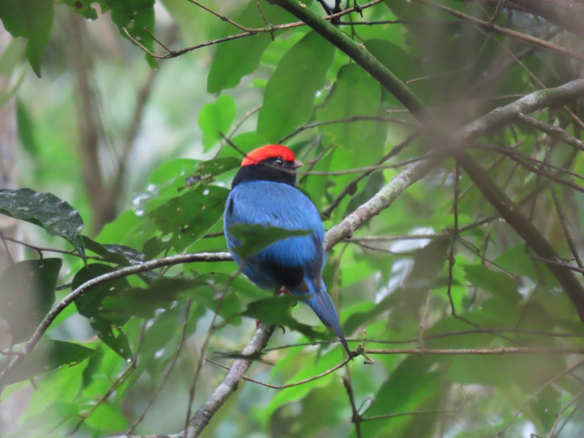 Swallow-tailed Manakin - ML645842459