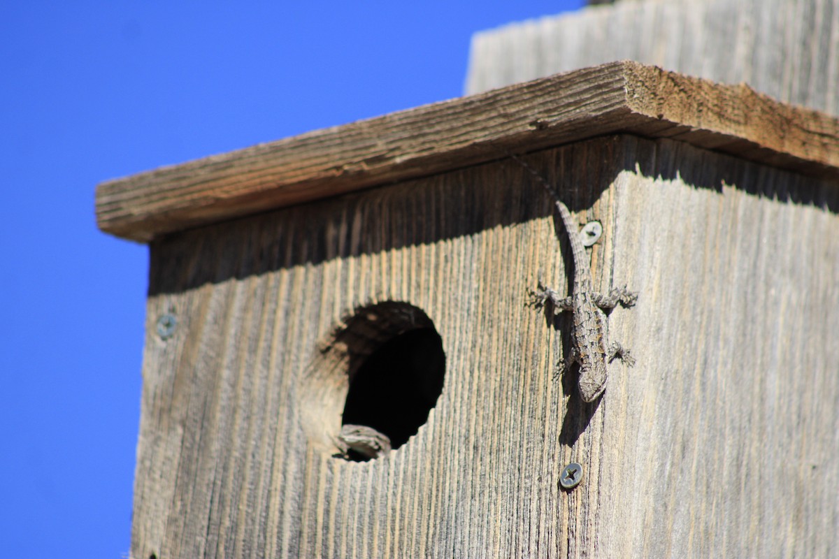 Ornate Tree Lizard - ML645842460