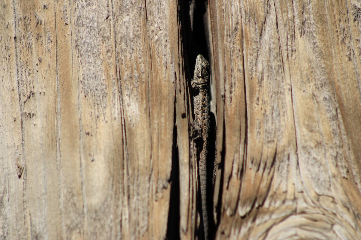 Ornate Tree Lizard - ML645842461