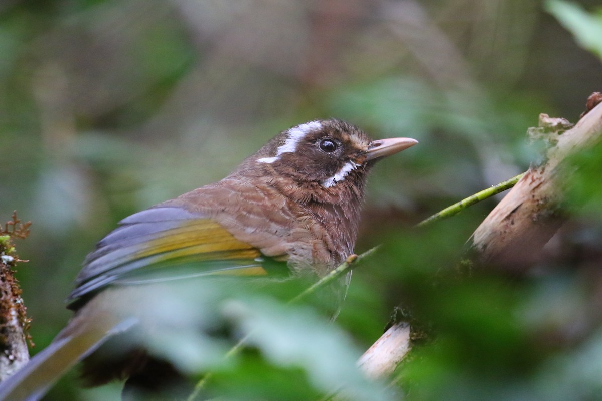 White-whiskered Laughingthrush - ML645842464