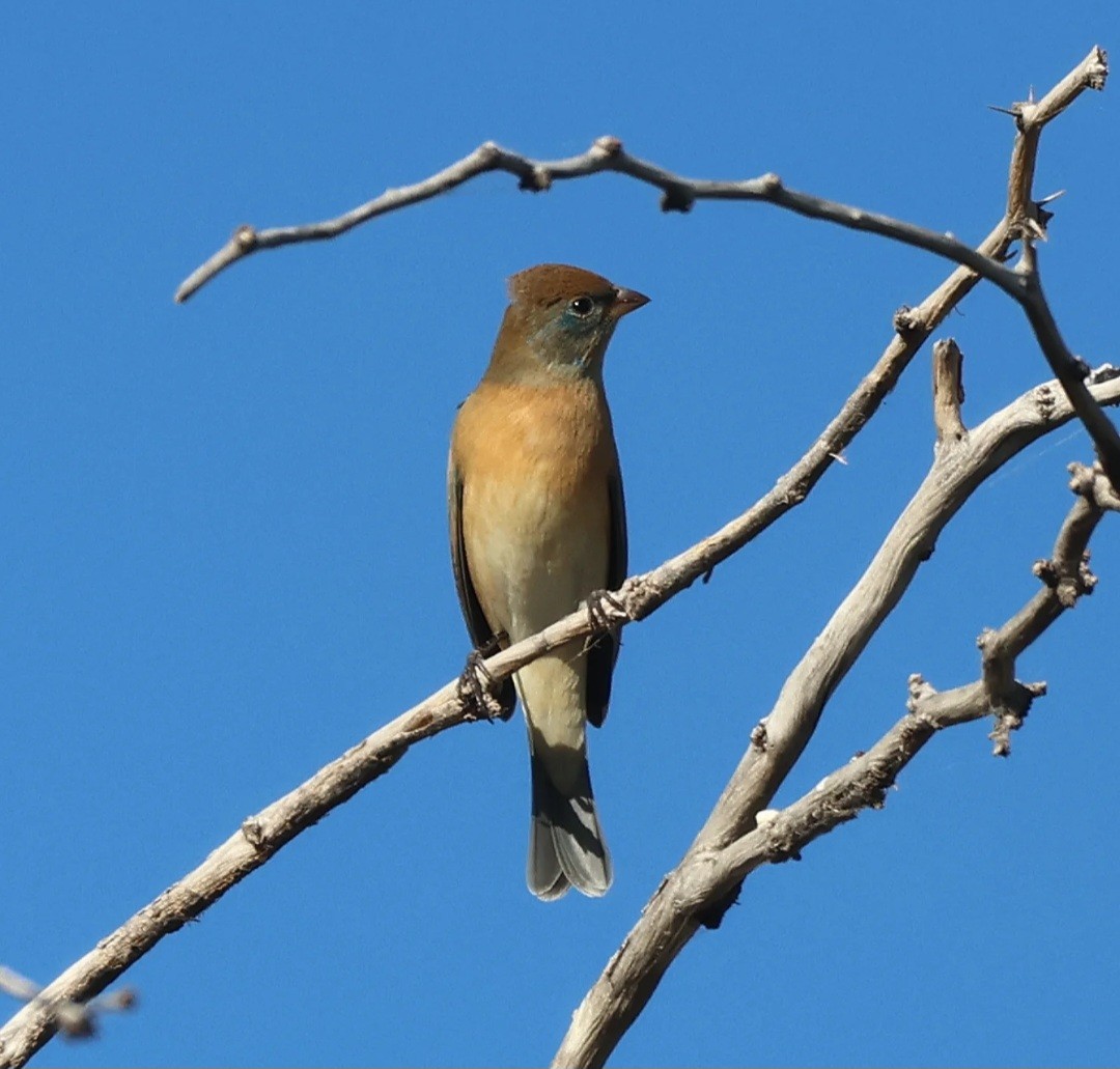 Lazuli Bunting - ML645842465