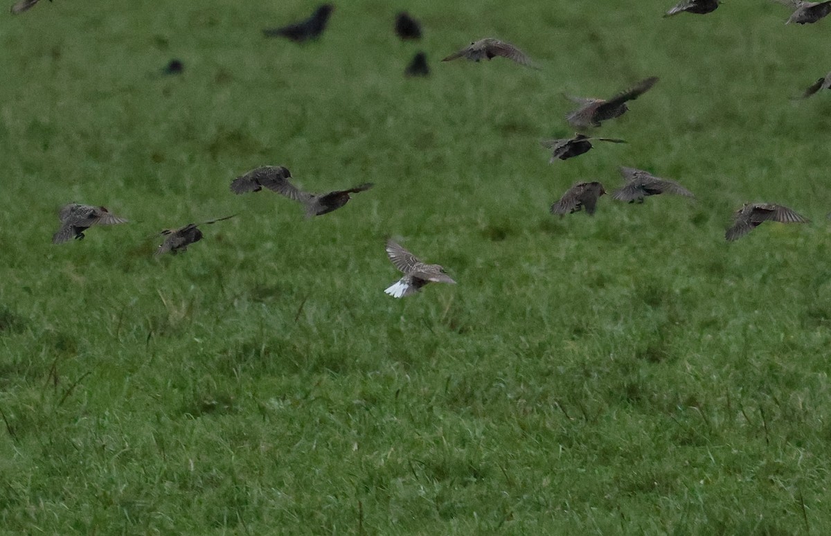 European Starling - ML645842466