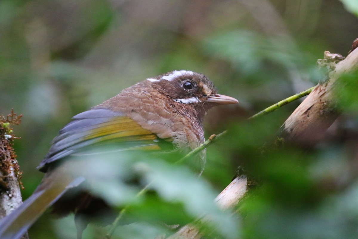 White-whiskered Laughingthrush - ML645842468