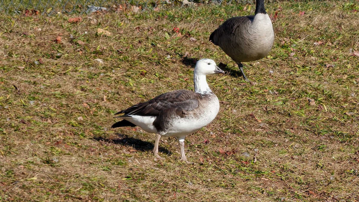 Белый гусь x Канадская казарка (гибрид) - ML645842471