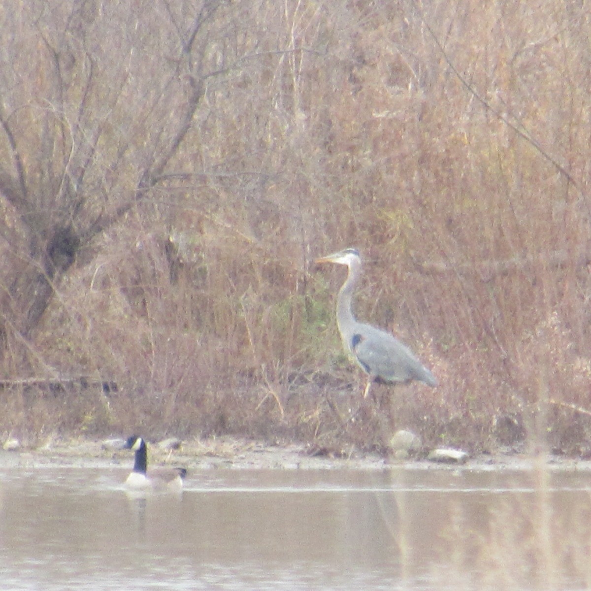 Great Blue Heron - ML645842472