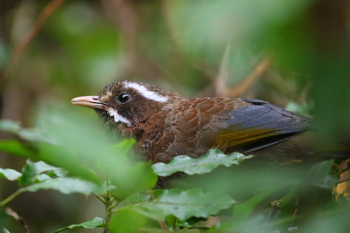White-whiskered Laughingthrush - ML645842473