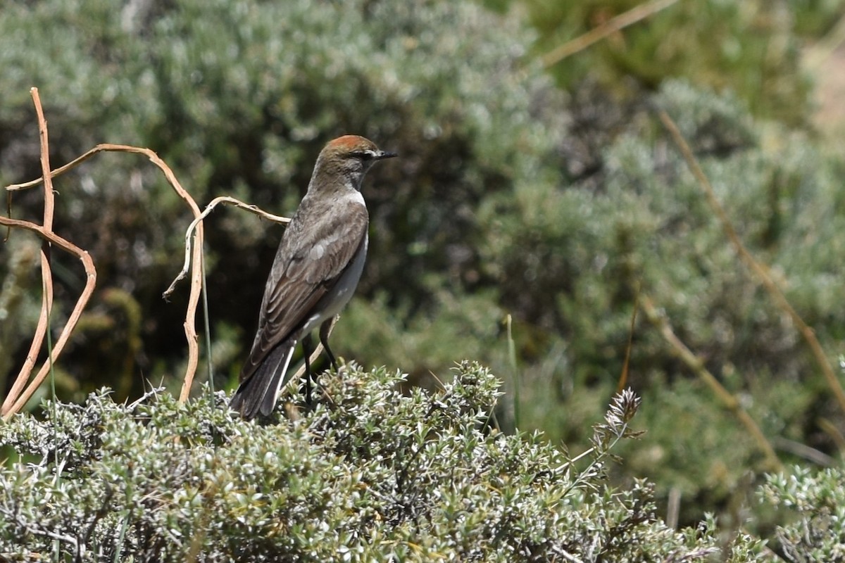 White-browed Ground-Tyrant - ML645842476