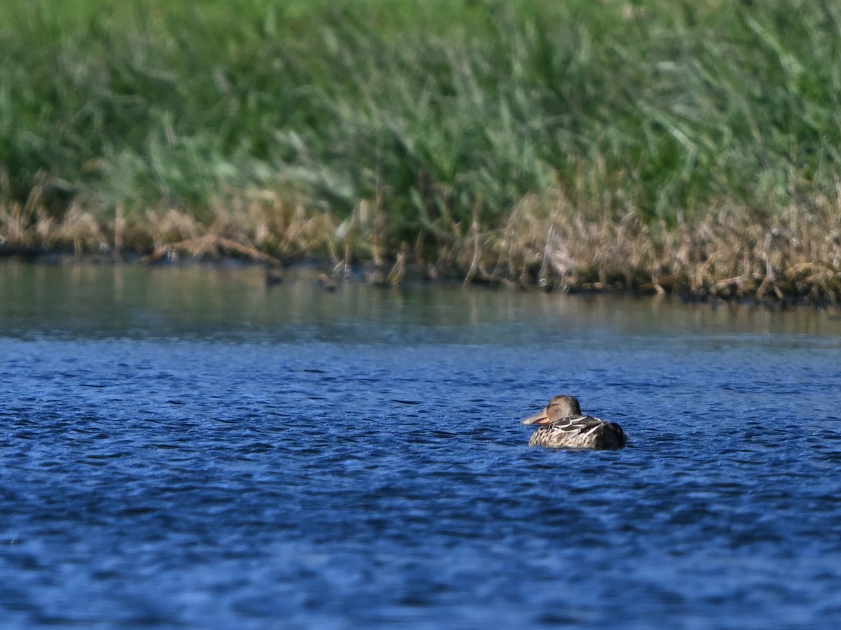 Широконоска - ML645842477