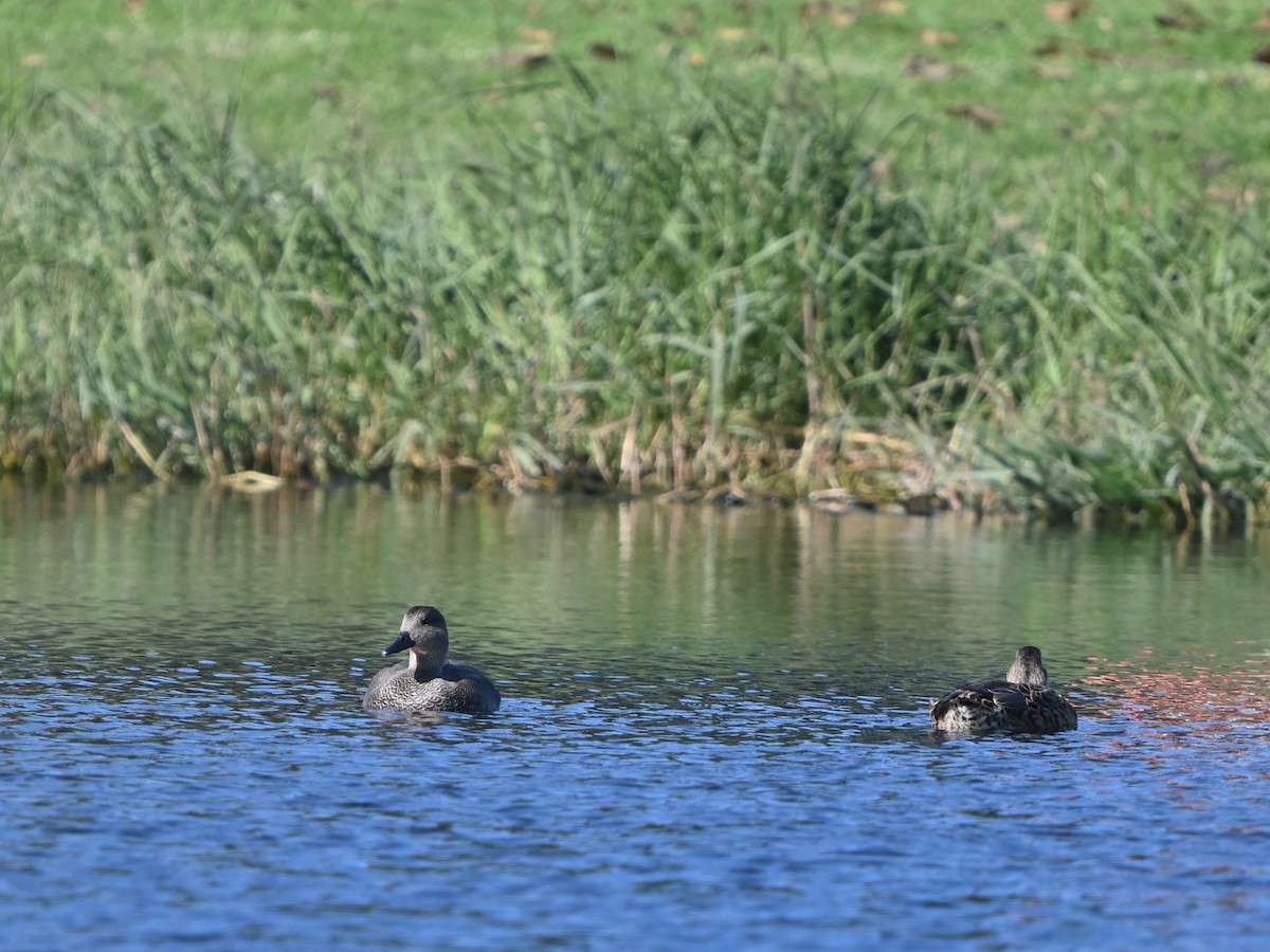 Серая утка - ML645842481