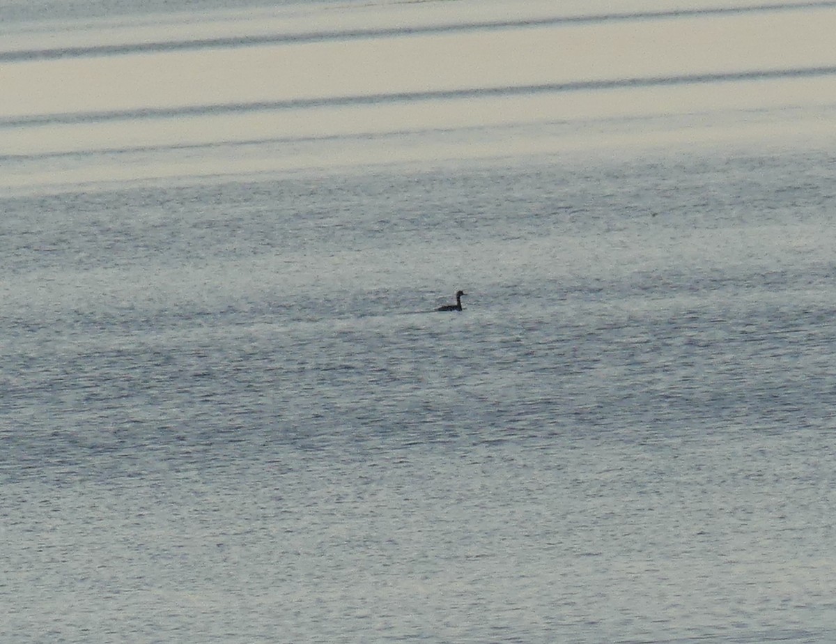 Черношейная поганка - ML645842483