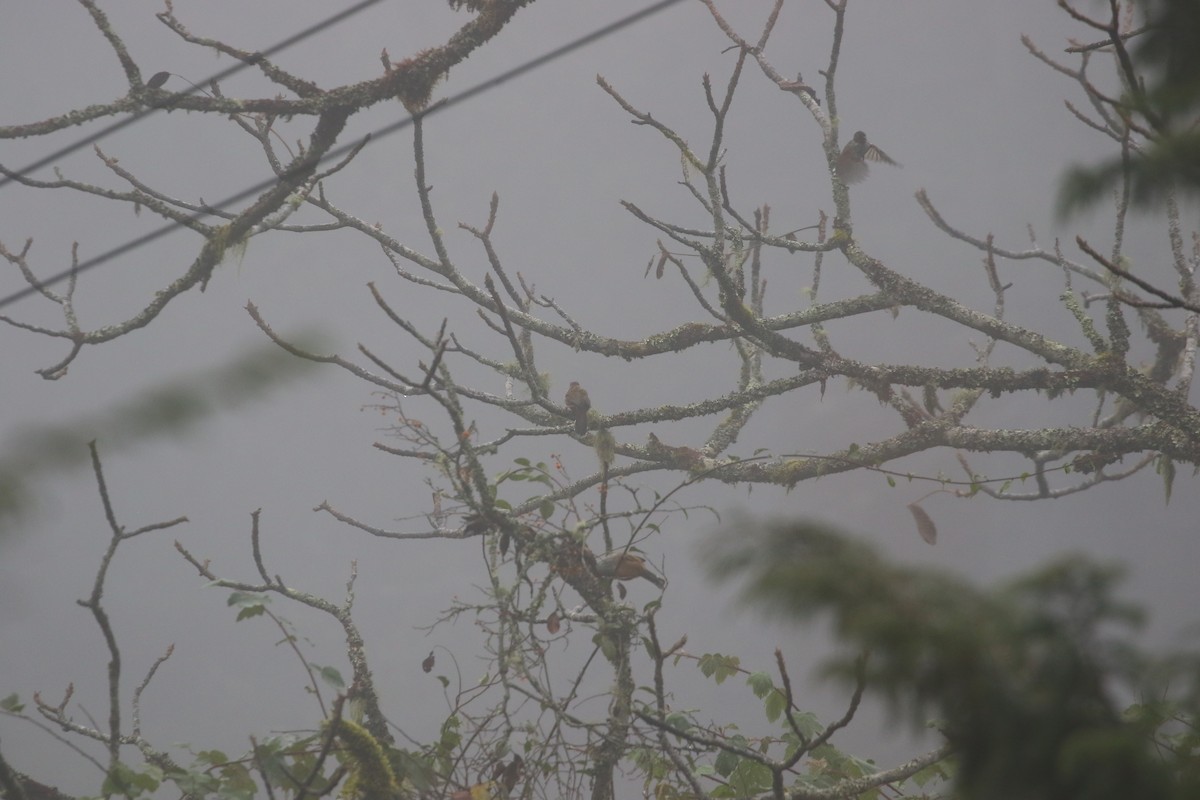 Тайваньский пестрокрыл - ML645842485