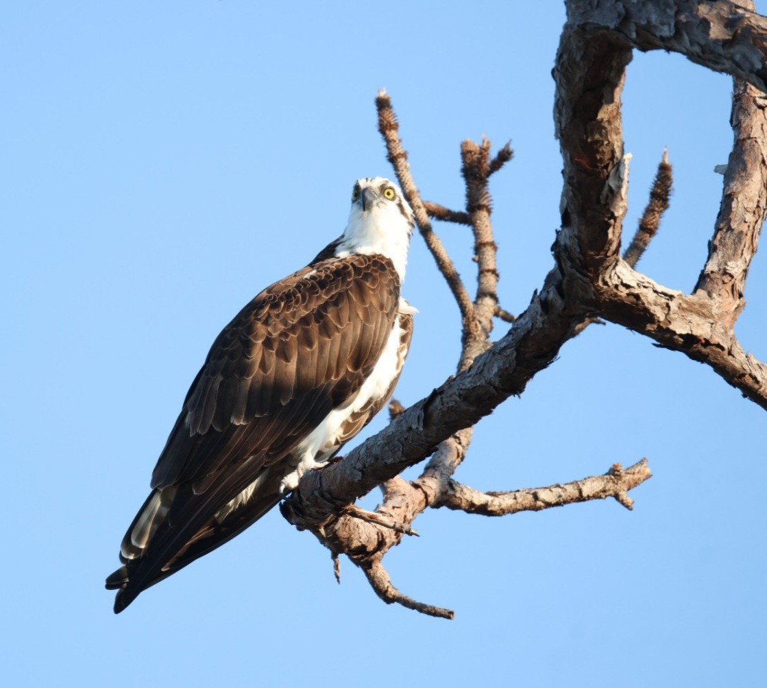 Скопа - ML645842493