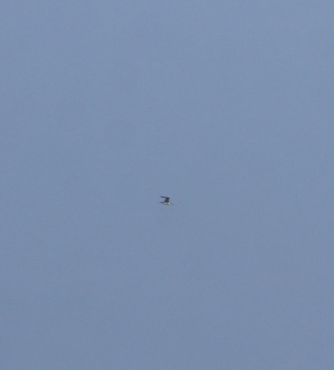 Сизый голубь (Одомашненного типа) - ML645842494