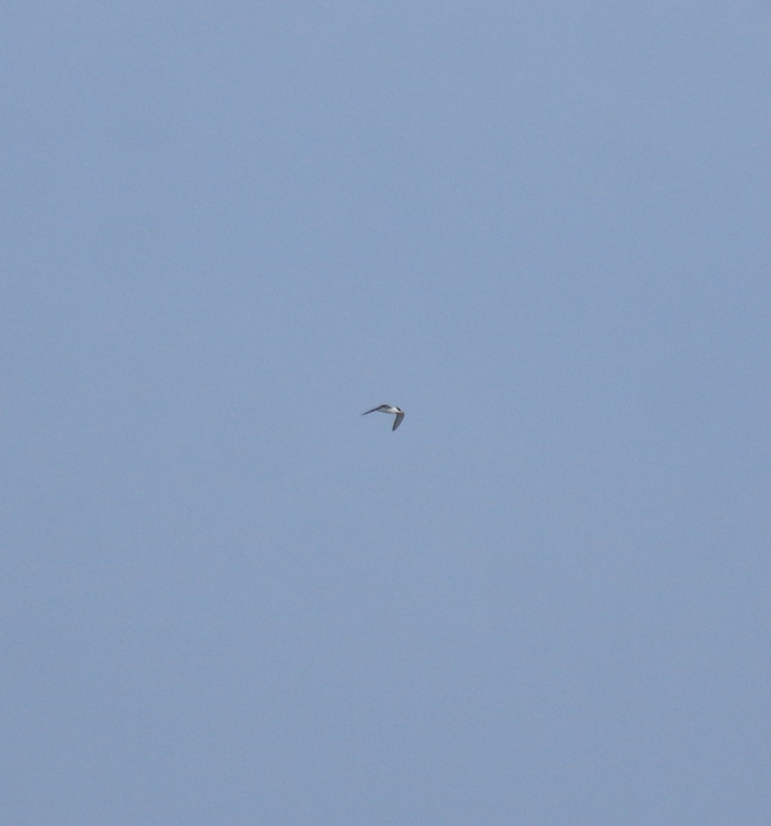 Сизый голубь (Одомашненного типа) - ML645842495