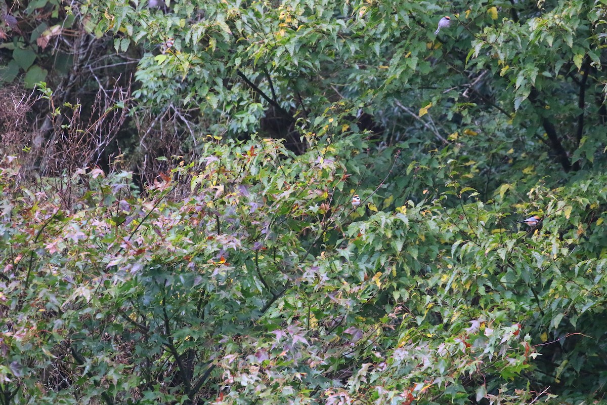 Черногорлый ополовник - ML645842499