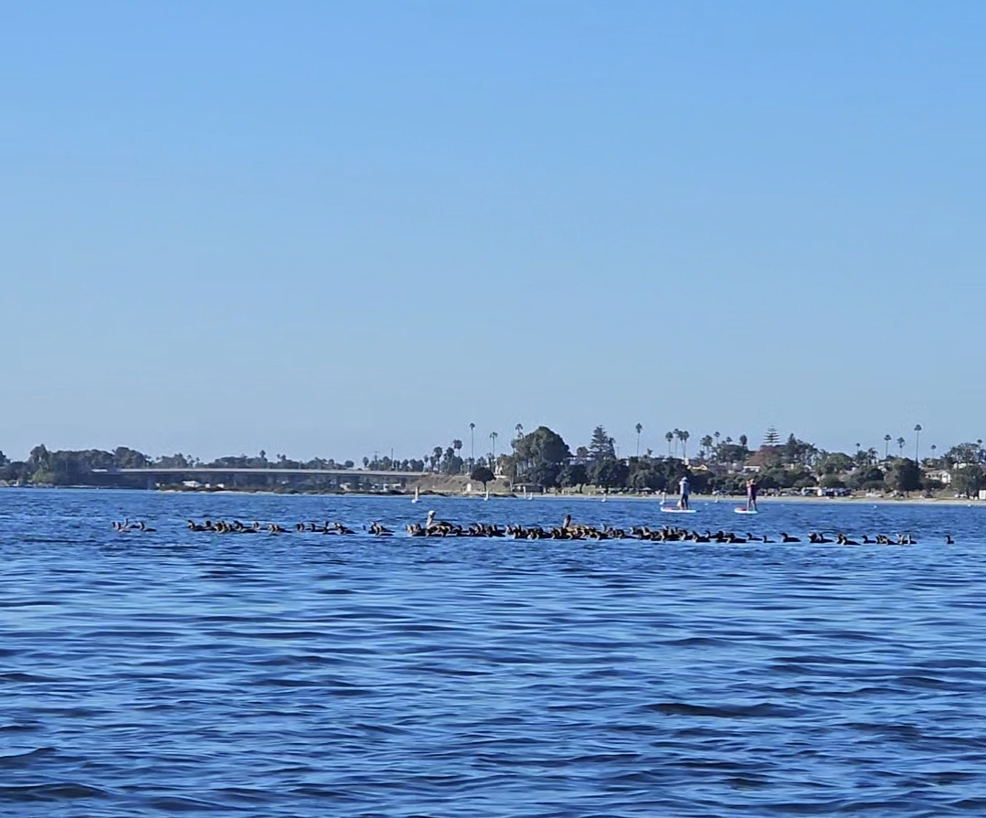 Ушастый баклан - ML645842500