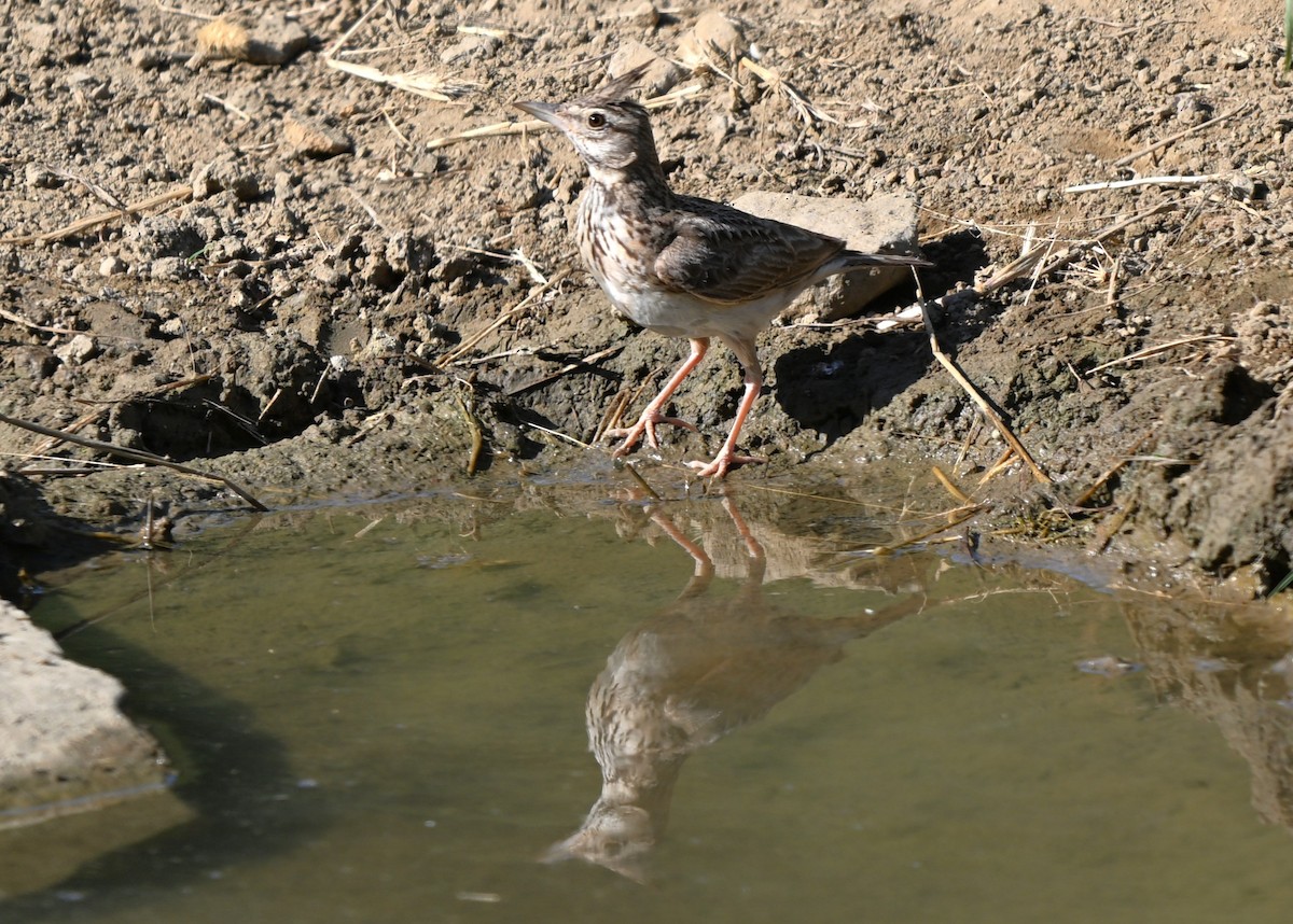 Хохлатый жаворонок - ML645842503