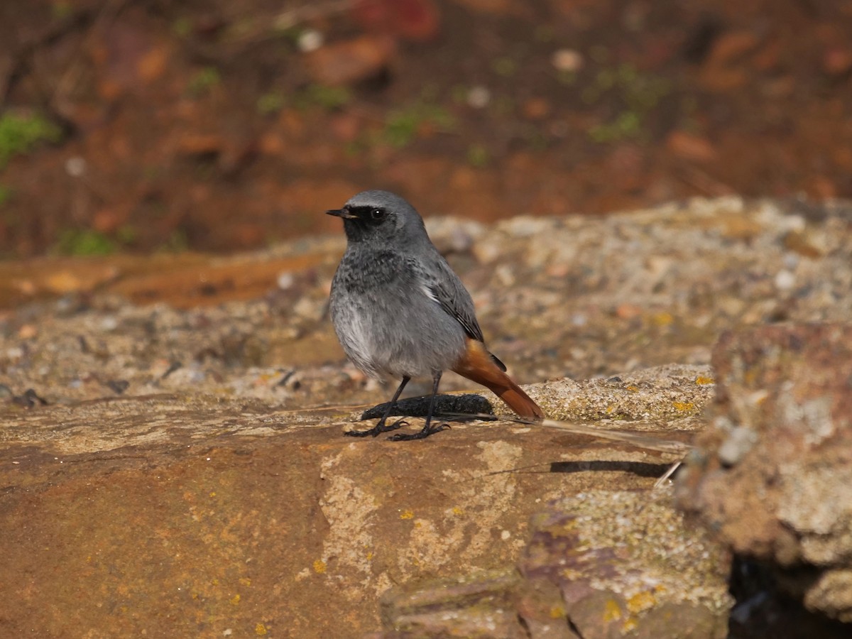 Мойлон гал сүүлт - ML645842506