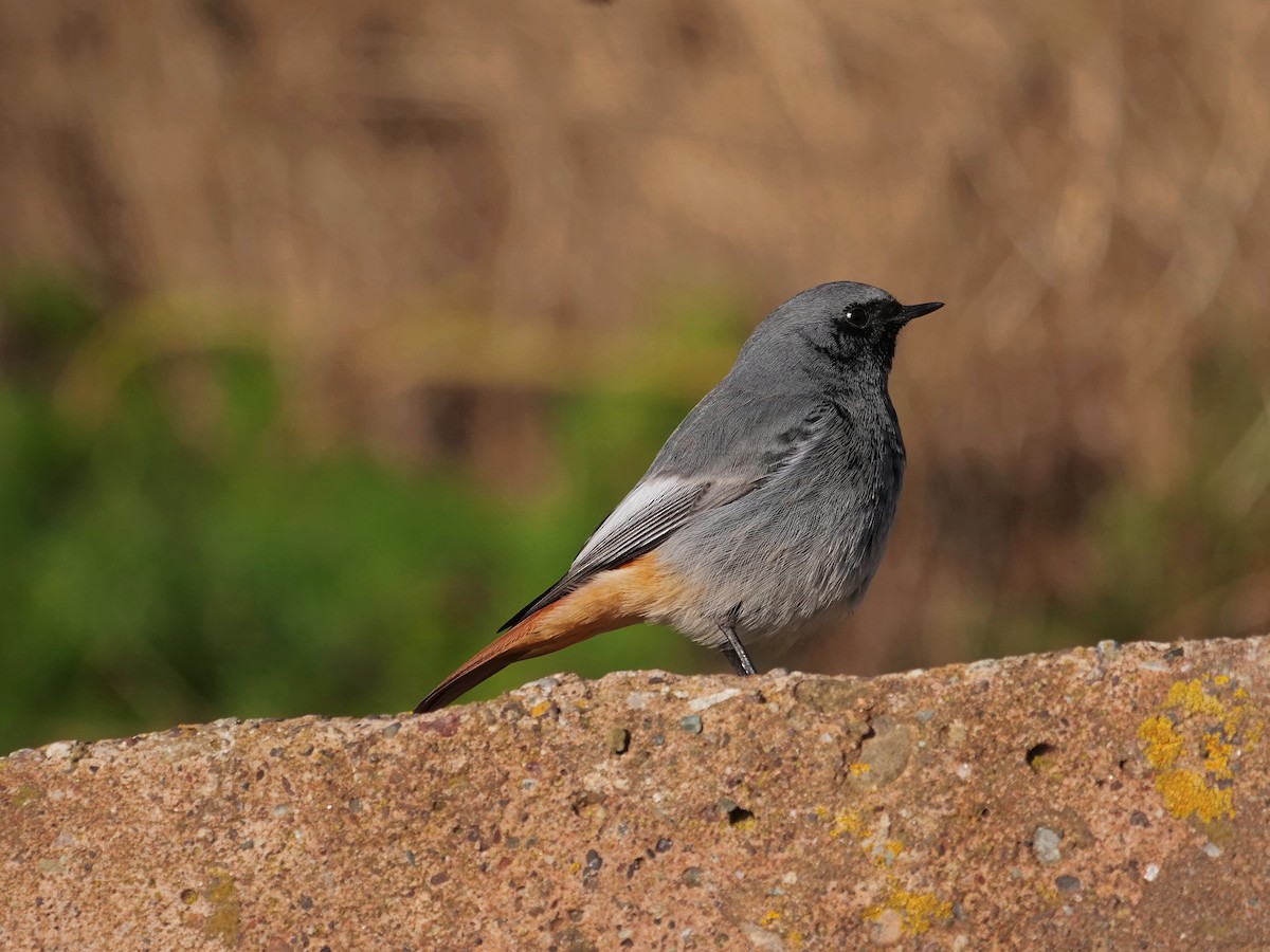 Мойлон гал сүүлт - ML645842507