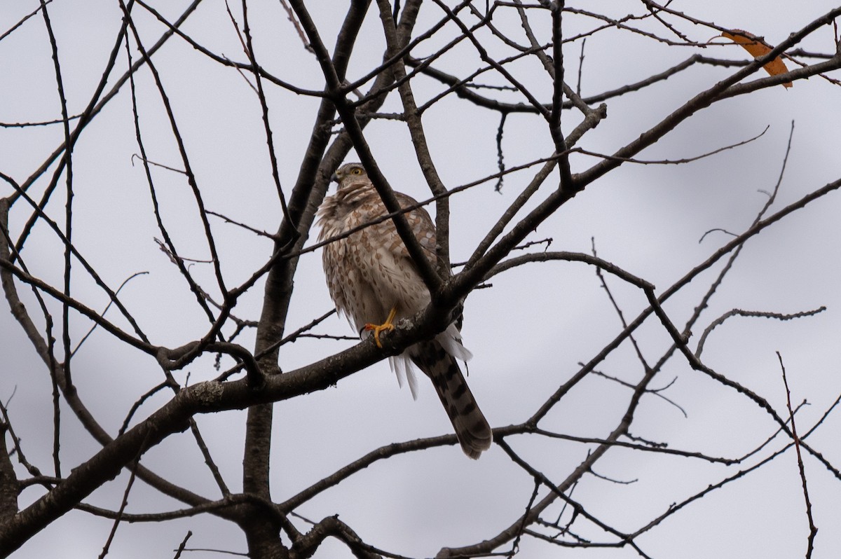 Американский перепелятник - ML645842508