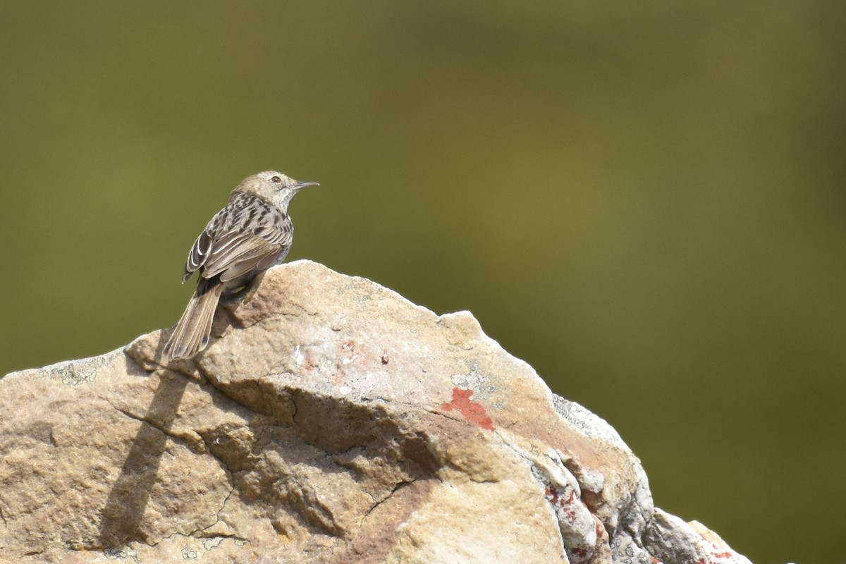 Рыжеголовая цистикола - ML645842511