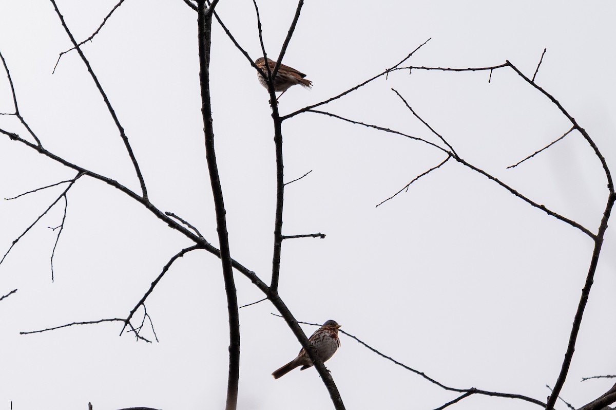 Пестрогрудая овсянка - ML645842512