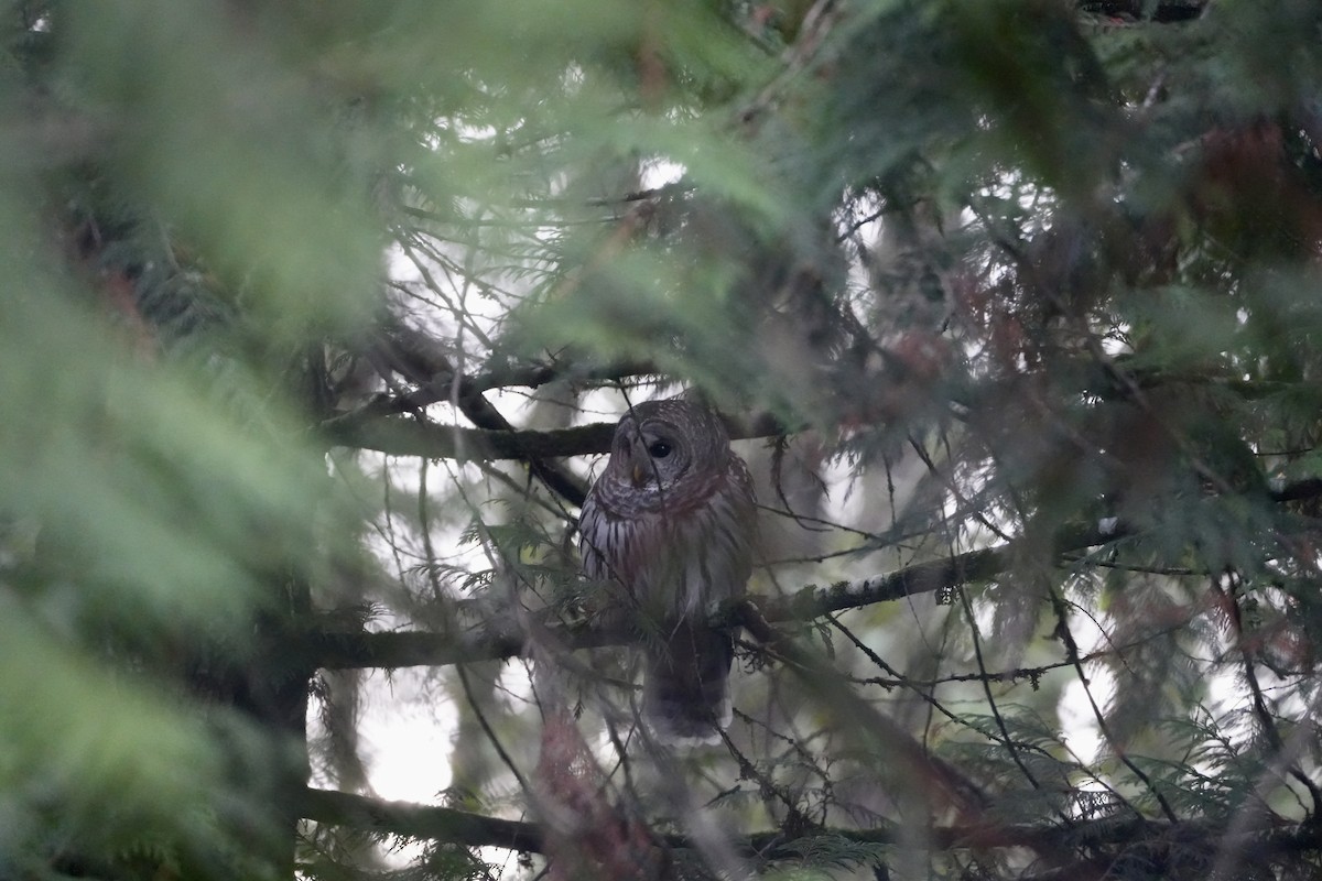 Полосатая неясыть - ML645842513