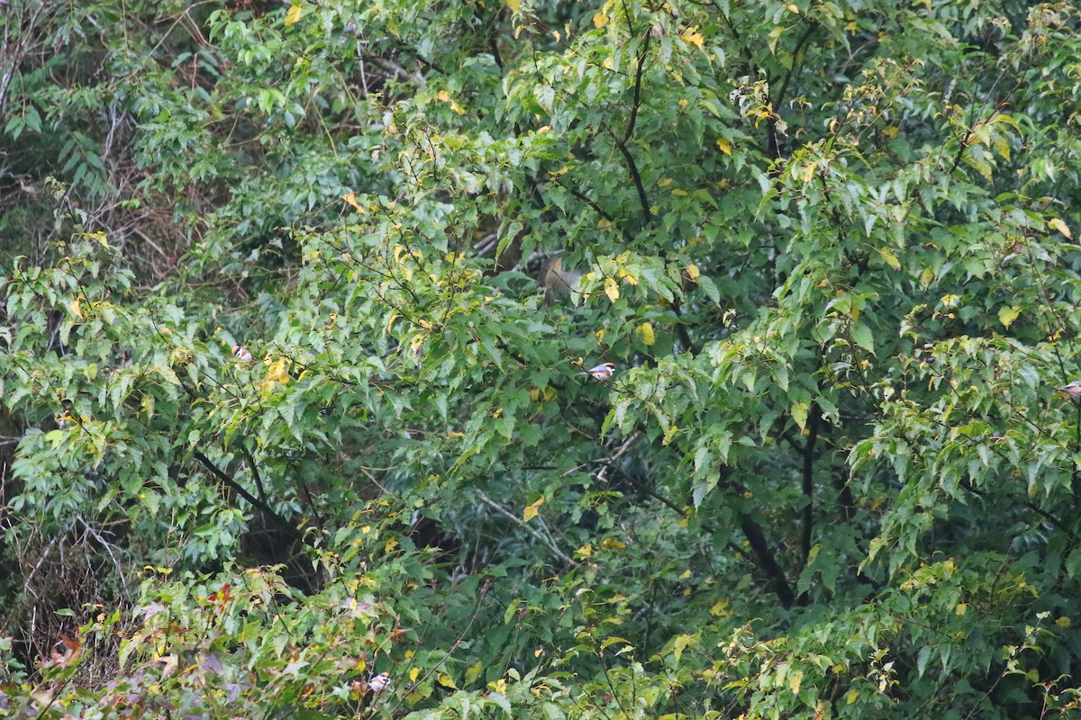 Black-throated Tit - ML645842514