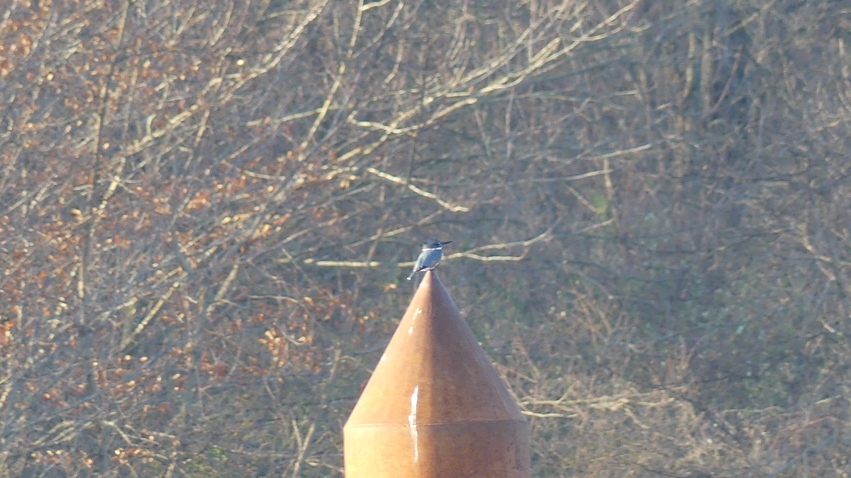 Опоясанный зимородок - ML645842515