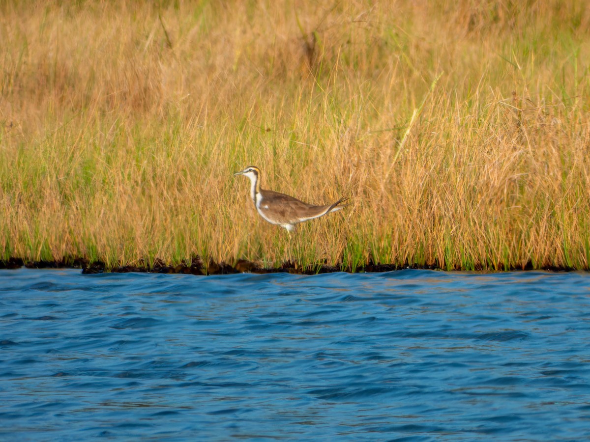 Фазанохвостая якана - ML645842523