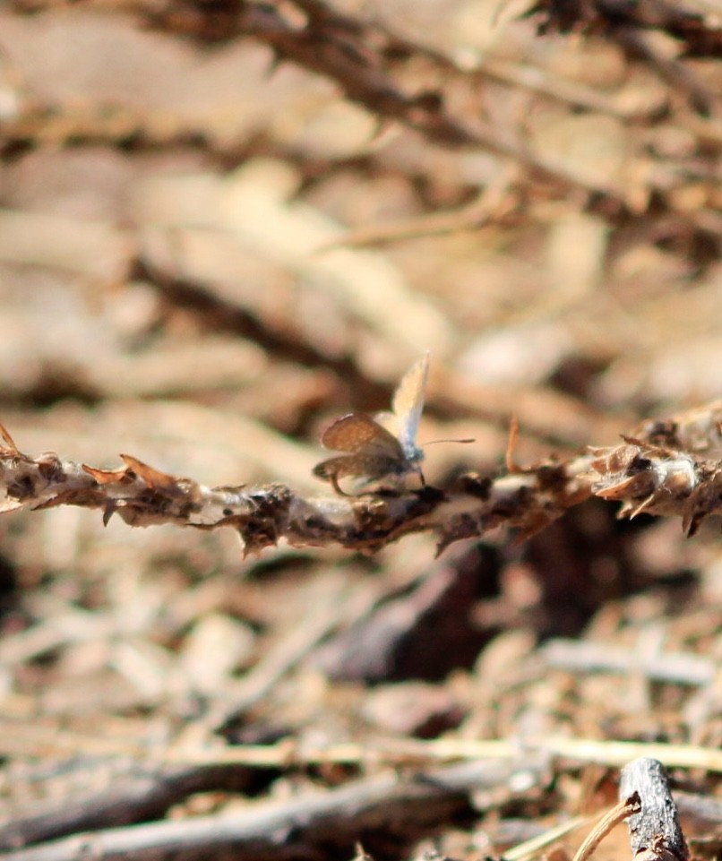 Pygmy-Blues - ML645842526