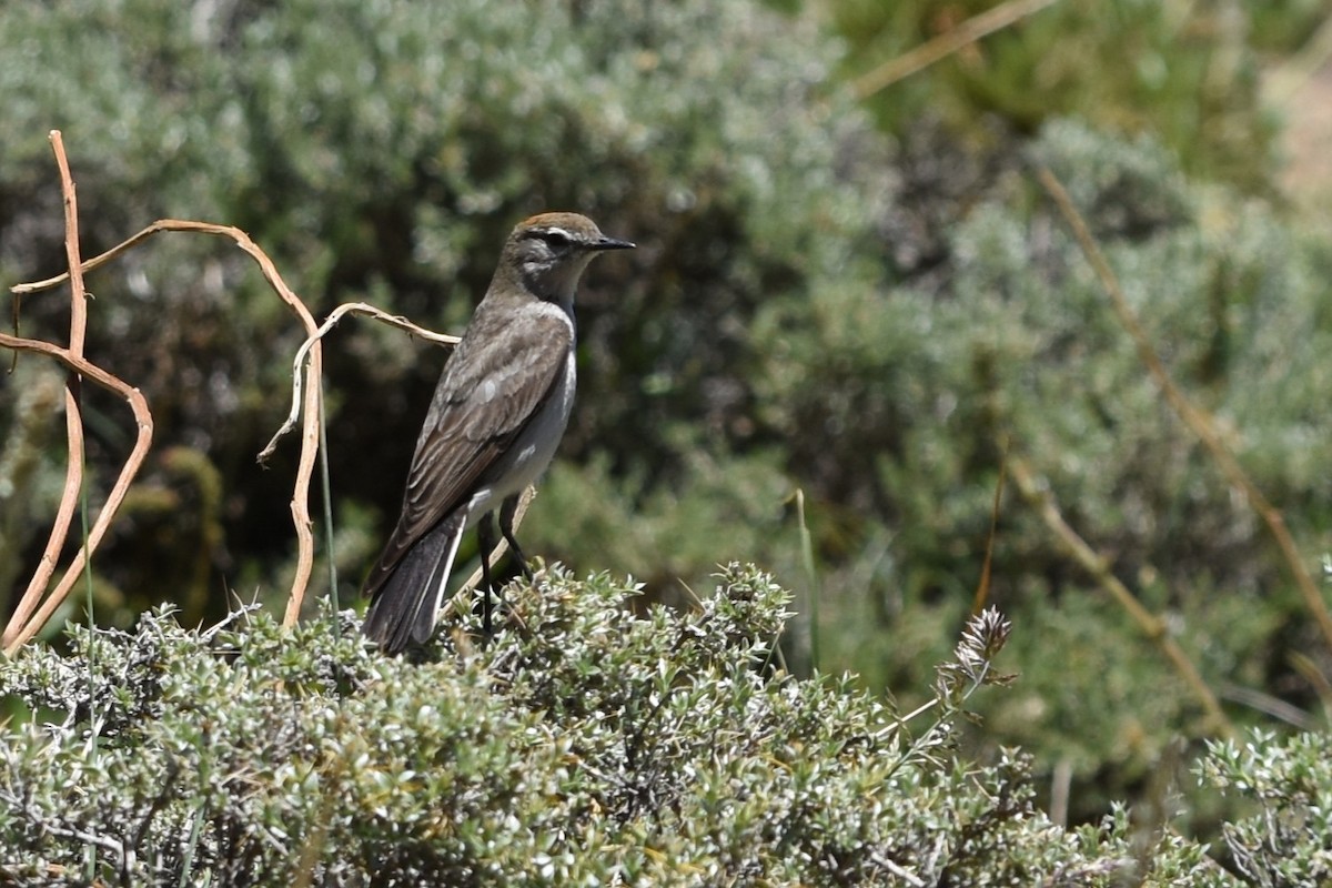 White-browed Ground-Tyrant - ML645842534