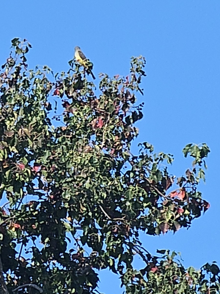 Western Kingbird - ML645842538