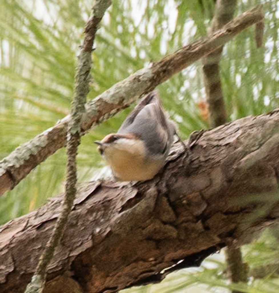 Sittelle à tête brune - ML645842539