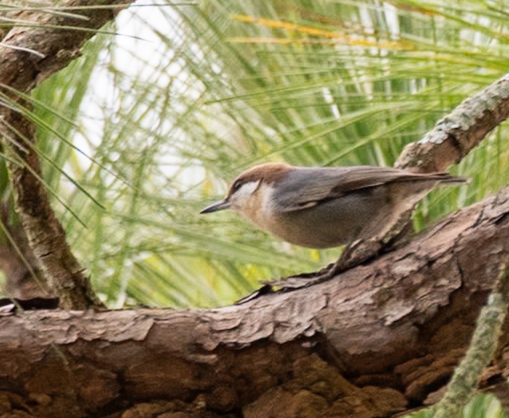 Sittelle à tête brune - ML645842540