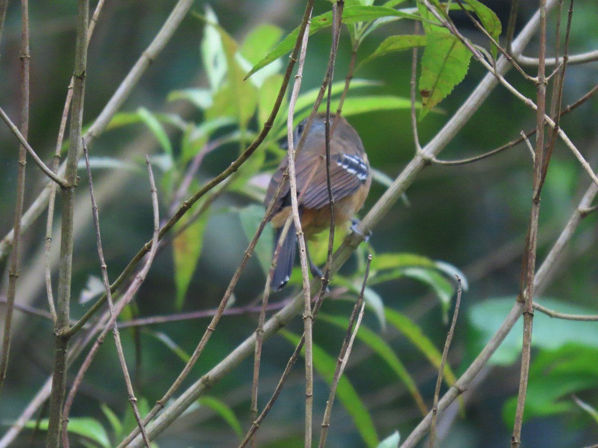 Variable Antshrike - ML645842541