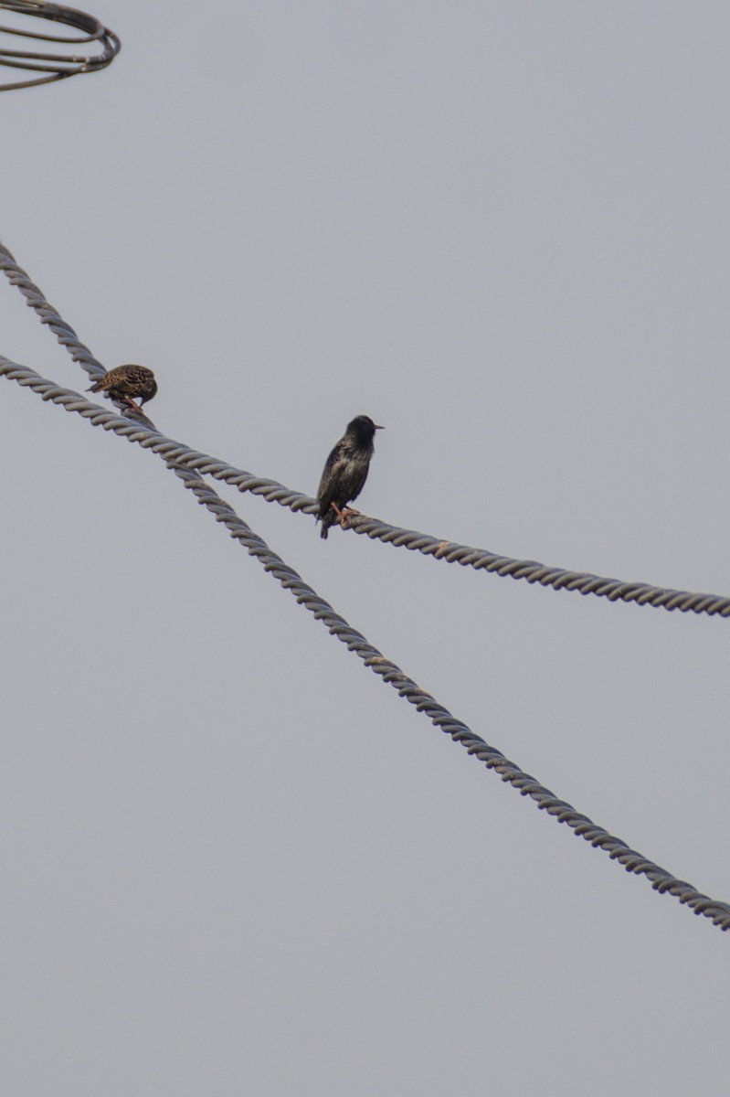 Spotless Starling - ML645842547