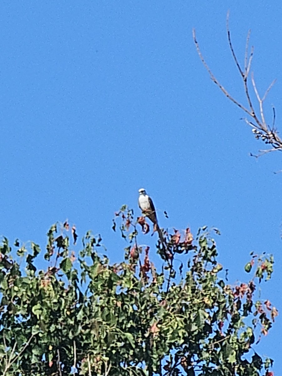Scissor-tailed Flycatcher - ML645842548