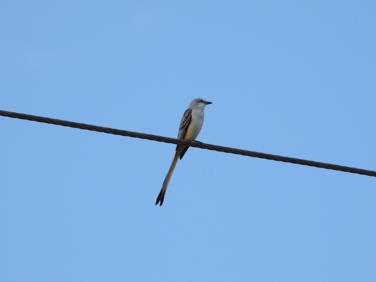Scissor-tailed Flycatcher - ML645842550