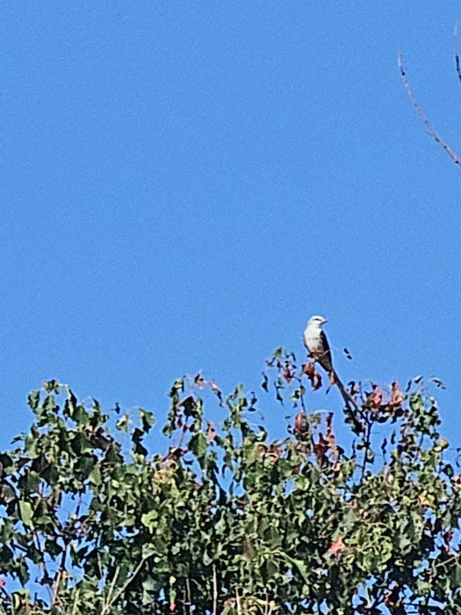 Scissor-tailed Flycatcher - ML645842553