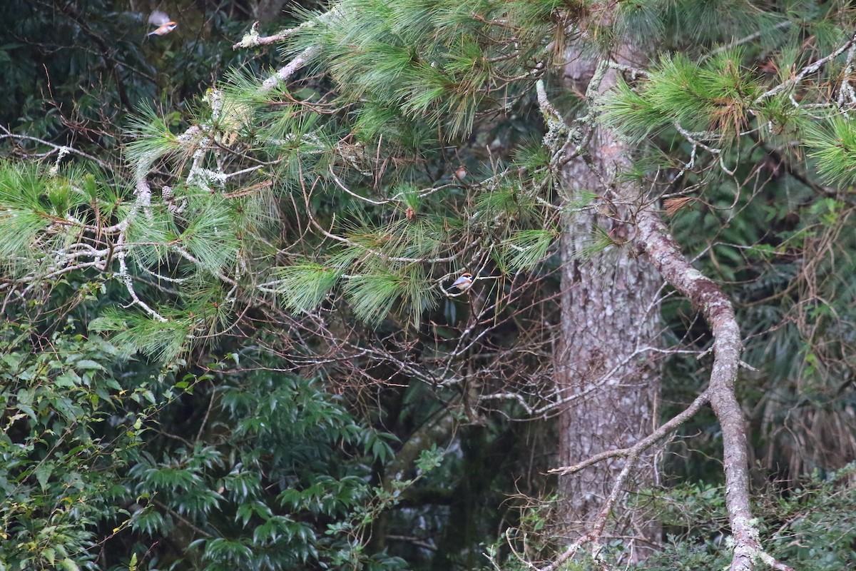 Black-throated Tit - ML645842554